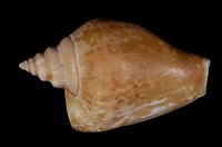 藏品(水晶鳳凰螺)的圖片